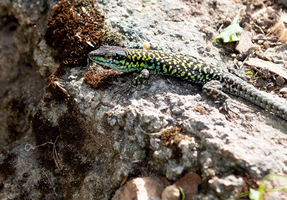 Lizard, Orto botanico, Palermo