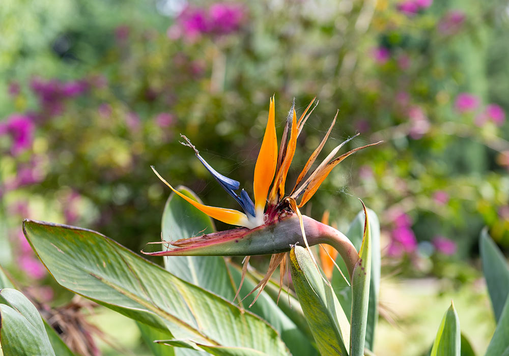 Crane flower or bird of paradise (Strelitzia reginae). Orto botanico, Palermo.