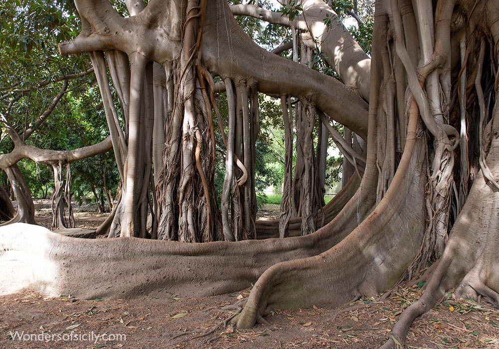 Tree, Orto botanico, Palermo