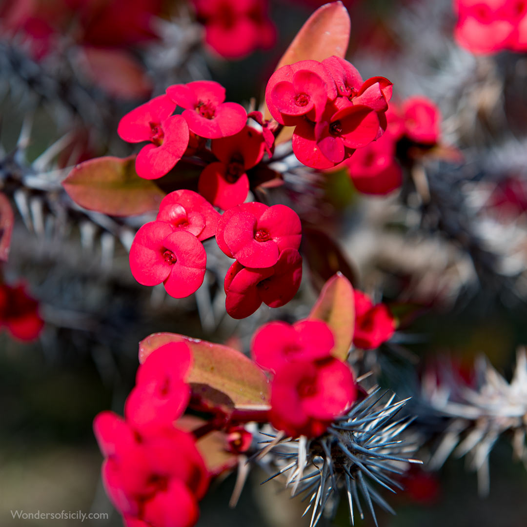 Euphorbia milii