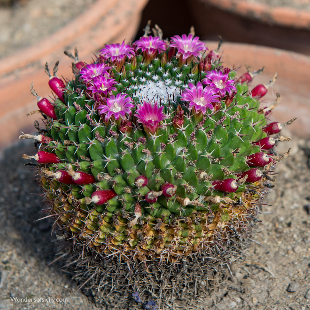 Mammillaria casoi