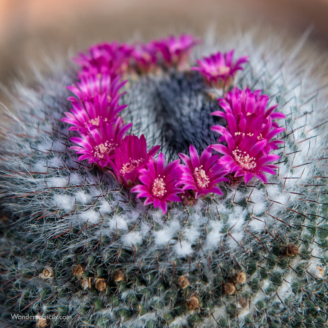 Mammillaria hahniana, the old lady cactus