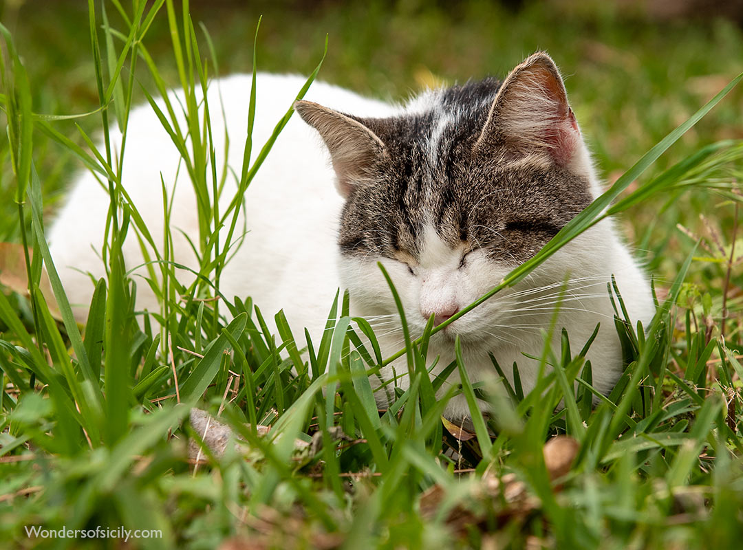 A cat sleeping in Orto botanico, Palermo