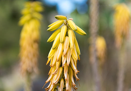 Sicilian plants