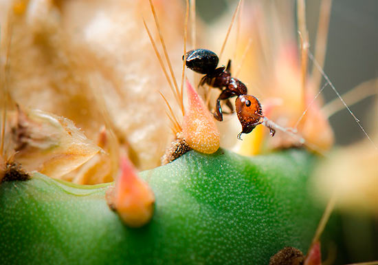 insects in Sicily